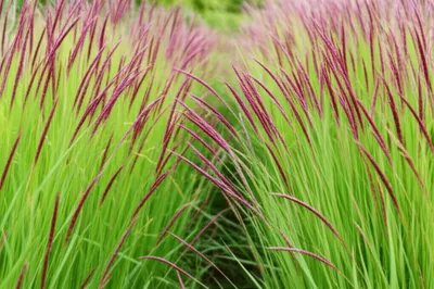 Illustration cockspur - Image 1