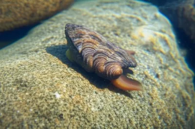 Illustration foot - Image 1