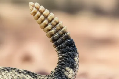 Illustration buttons - Image 1