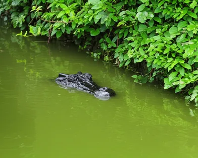 Illustration crocodile