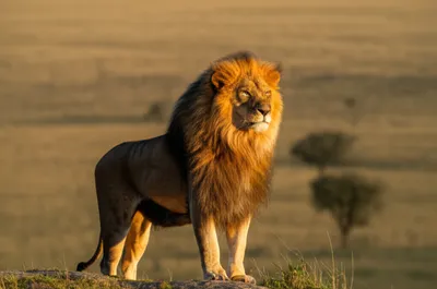 Illustration kings - Image 1