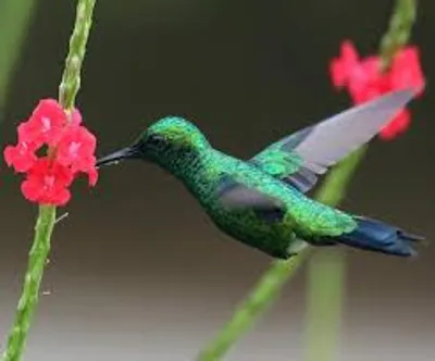 Illustration emerald - Image 4