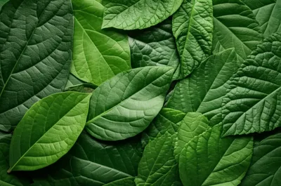 Illustration leafy - Image 1