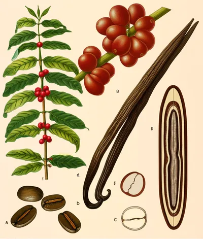 Illustration beans - Image 1