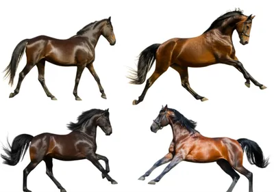 Illustration gaits - Image 1