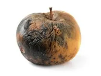 Illustration decay - Image 2