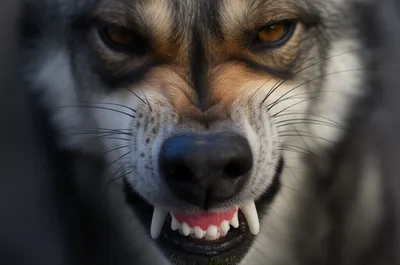 Illustration snarl - Image 1