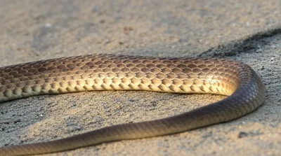 Illustration ventral - Image 1