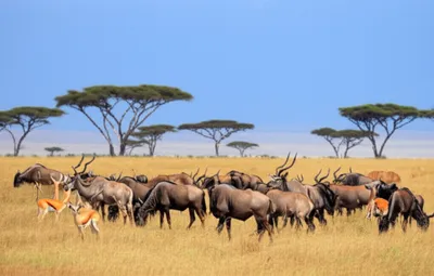 Illustration antelope