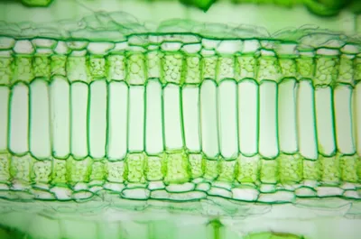 Illustration palisade - Image 1