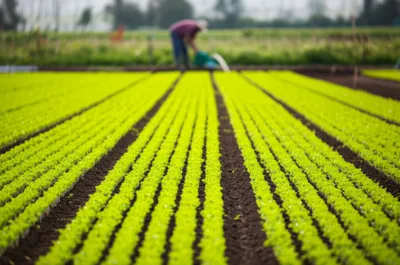 Illustration planting - Image 1