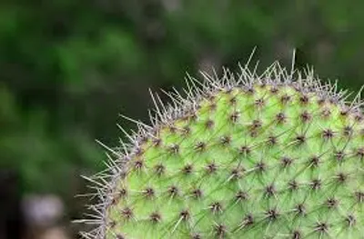 Illustration prickly - Image 2