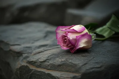 Illustration sore - Image 1