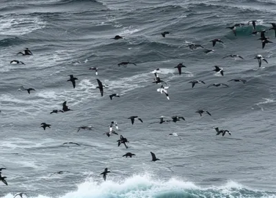 Illustration petrel - Image 1