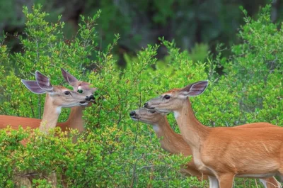 Illustration buckbrush - Image 1