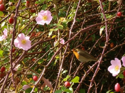 Illustration briar - Image 1