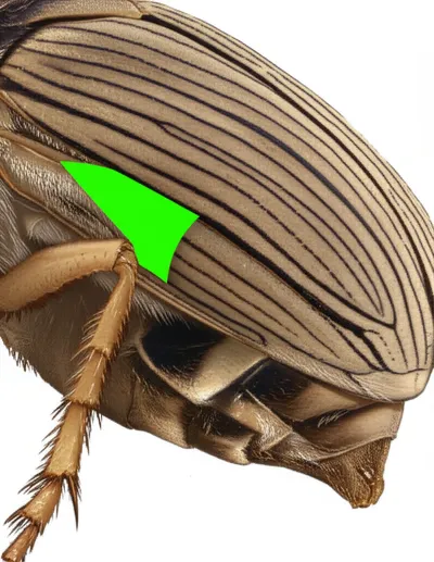 Illustration epimeron - Image 1