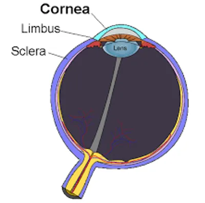 Illustration cornea - Image 2