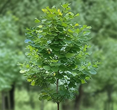 Illustration var. - Image 1