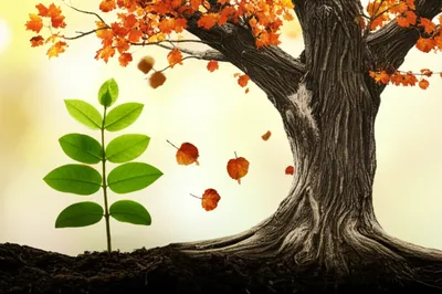 Illustration ageing - Image 2