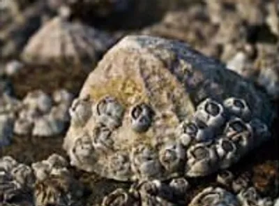 Illustration barnacle - Image 2