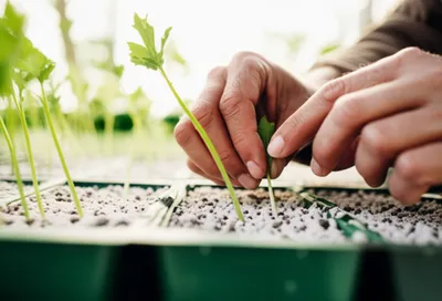 Illustration rooting - Image 1