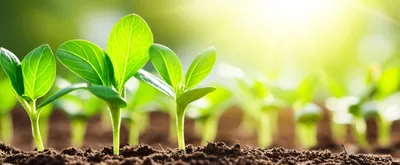 Illustration greens - Image 1