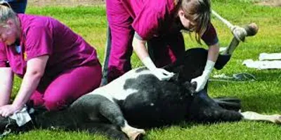 Illustration gelding - Image 2