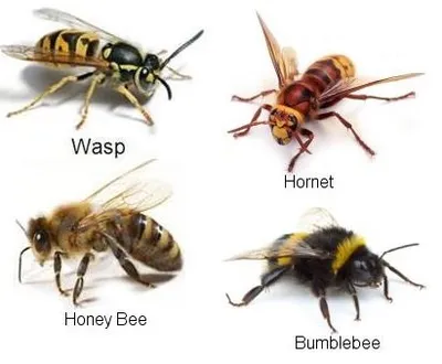 Illustration hornet - Image 2