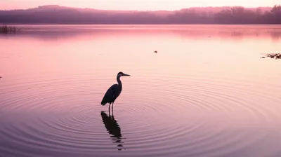 Hình ảnh minh họa tranquilizing - Ảnh 1