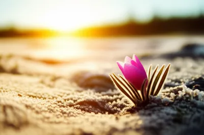 Illustration rare - Image 1