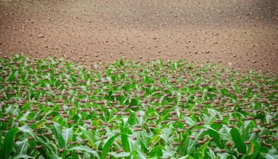 Illustration locust - Image 1