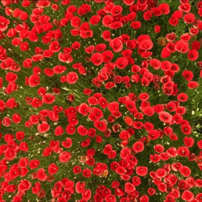 Illustration bunnet - Image 1