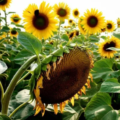 Illustration underachieve