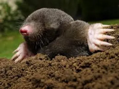 Illustration mole - Image 2