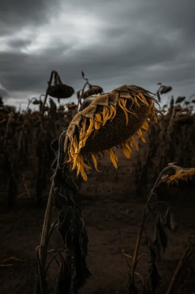 Illustration wanes - Image 1