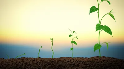 Illustration lengths - Image 1