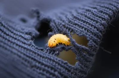 Illustration wolf - Image 1