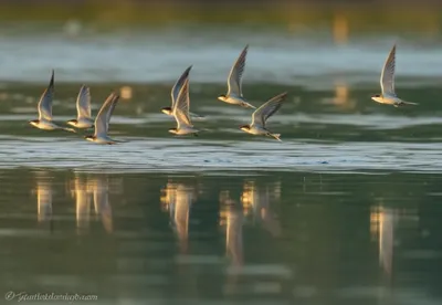 Illustration skimmer - Image 1