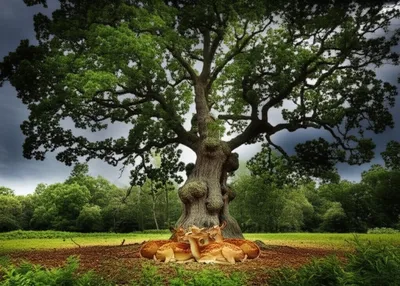 Illustration guards - Image 1