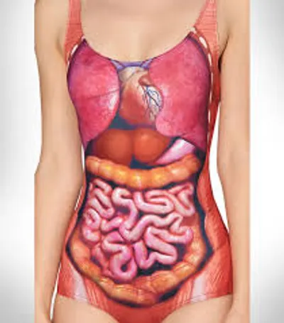 Illustration innards - Image 2