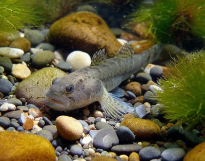 Illustration sculpin