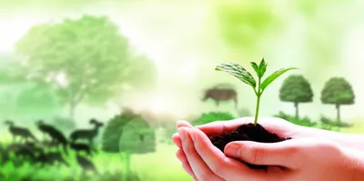 Illustration steward - Image 1