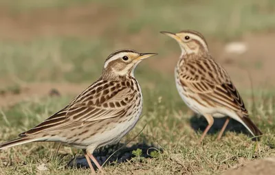 Illustration lark - Image 1