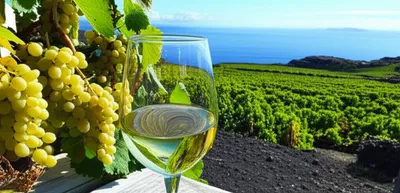 Illustration canary - Image 1