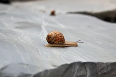 Illustration inches - Image 1