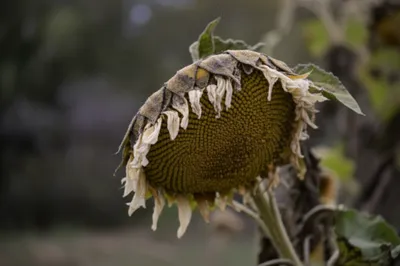 Illustration craziest - Image 1