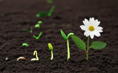 Illustration linearly - Image 1