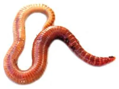 Illustration worm - Image 2