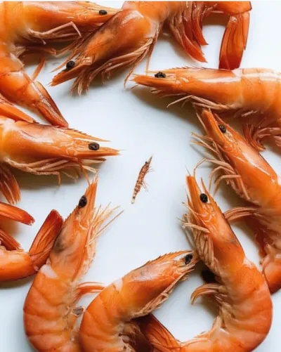 Illustration shrimps - Image 1